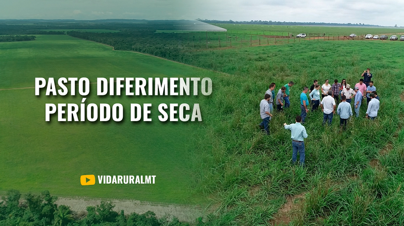 ESTRATÉGIAS PARA SUPRIR A DEFICIÊNCIA DE PASTO NA ESTAÇÃO SECA